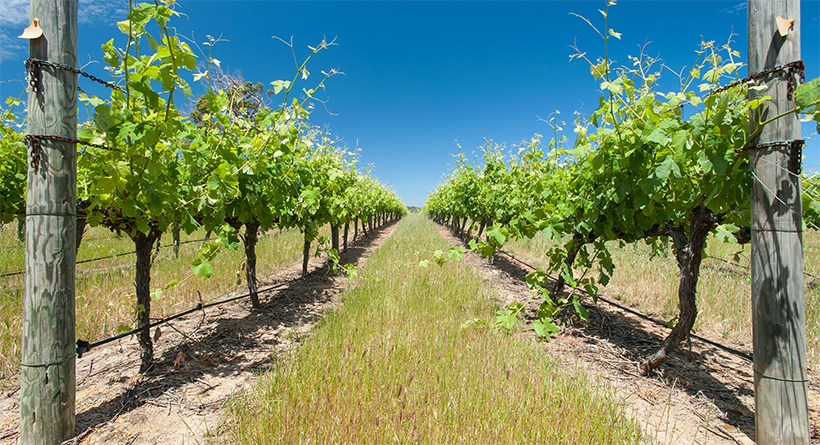 Moss Brothers vineyard